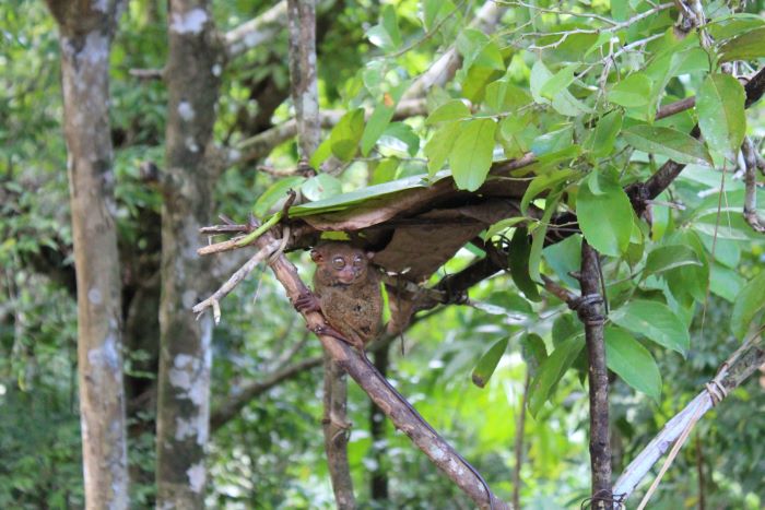 Satwa Liar Tarsius