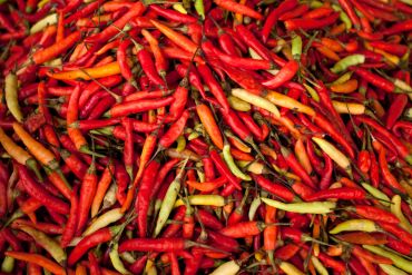 harga rica dprd sulut